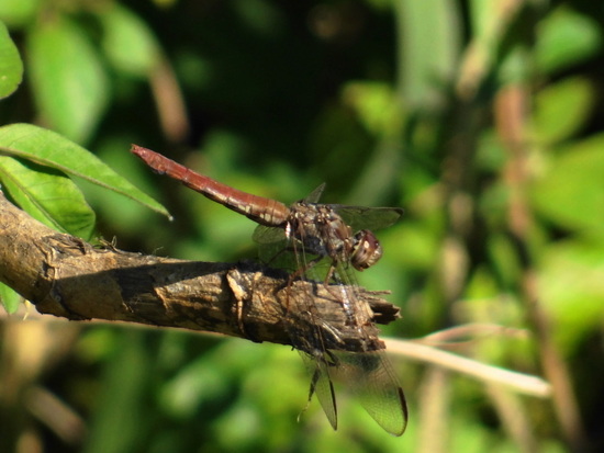 Dragonfly/Skimmers