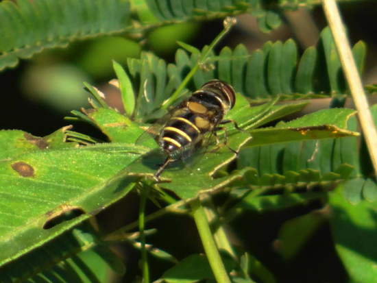 Hoverfly