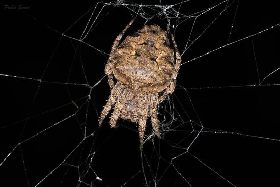 Orb weaver
