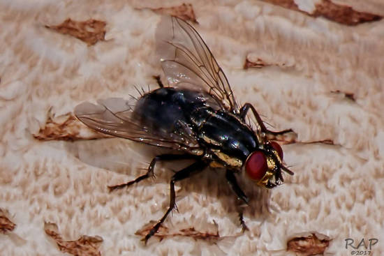 Flesh fly