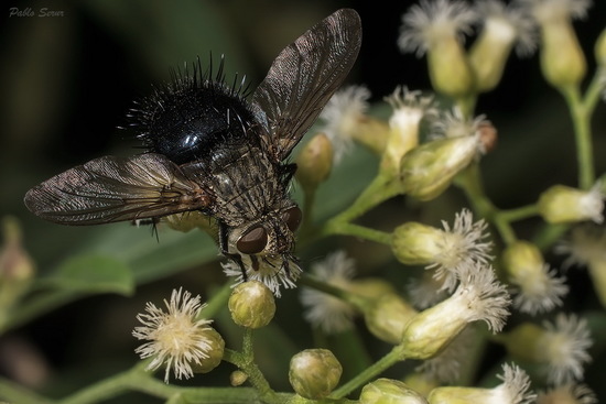 Bristle fly
