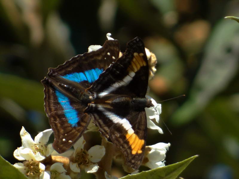 To the rhythm of the laurentia emperors