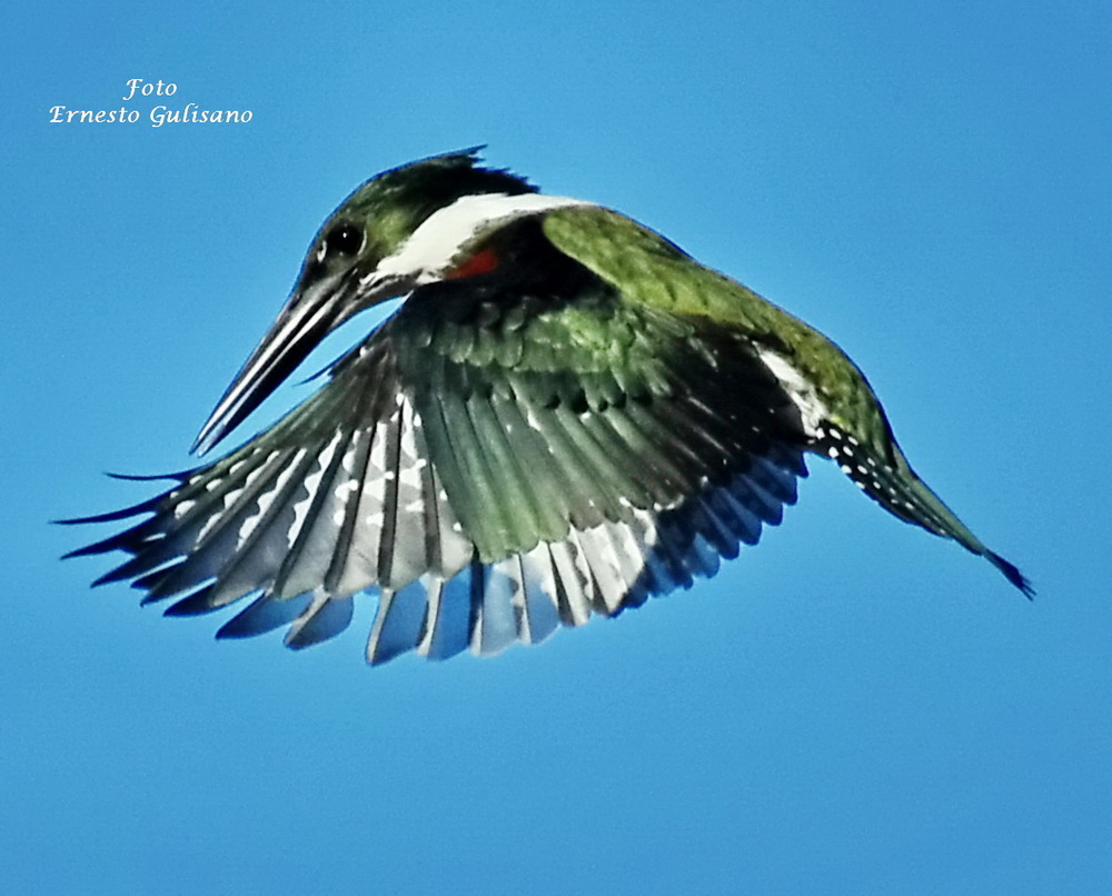 Amazon kingfisher fishing