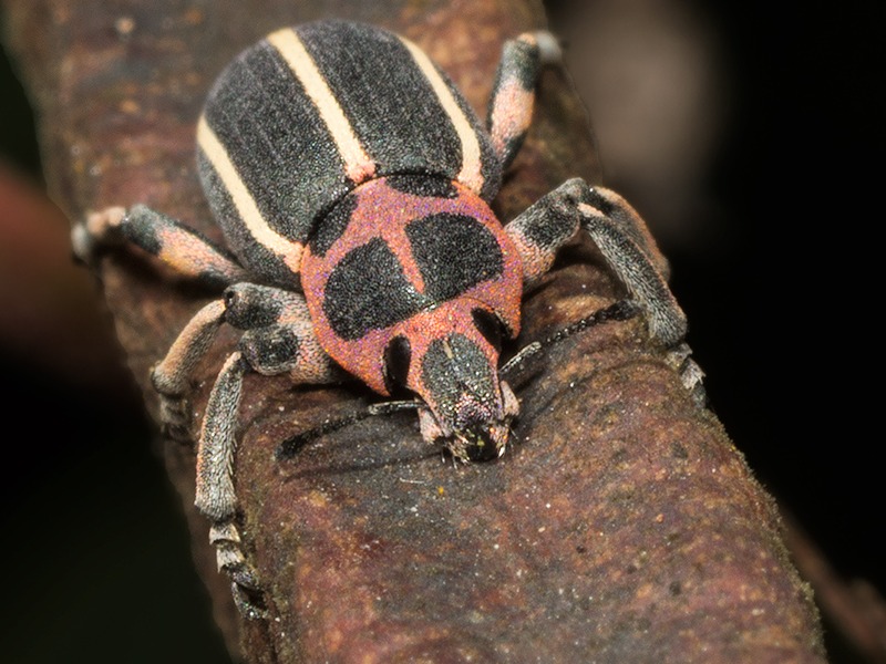 Sesbania clown weevil/Eudiagogus episcopalis