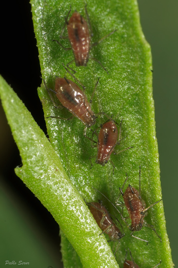 Aphid