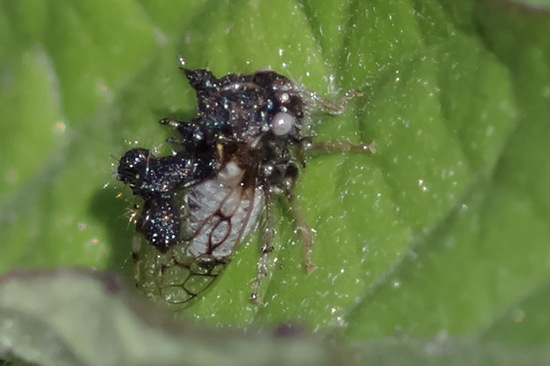 Treehopper