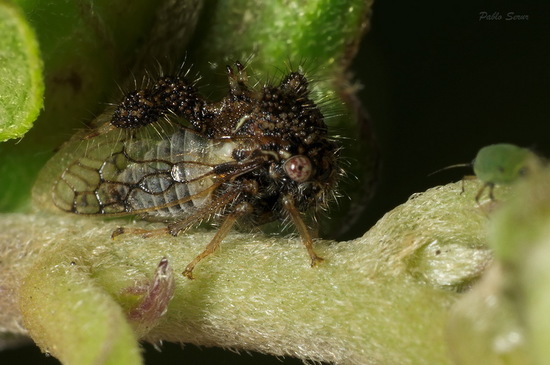 Treehopper