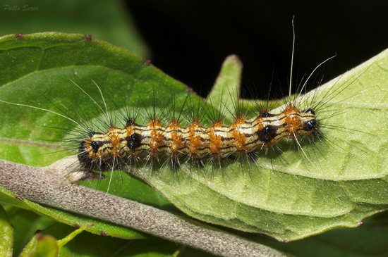 Polilla tigre