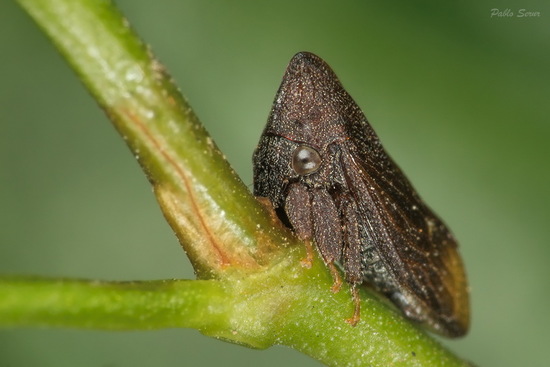 Treehopper