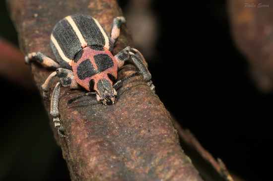 Sesbania clown weevil
