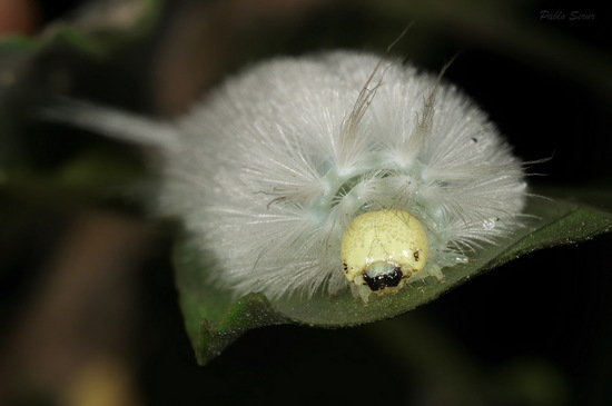 Polilla tigre