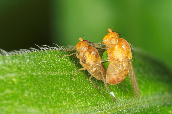 Fly