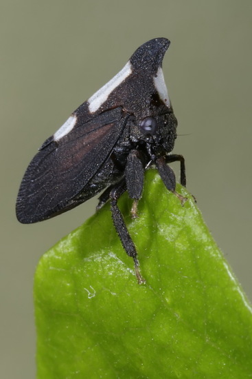 Treehopper