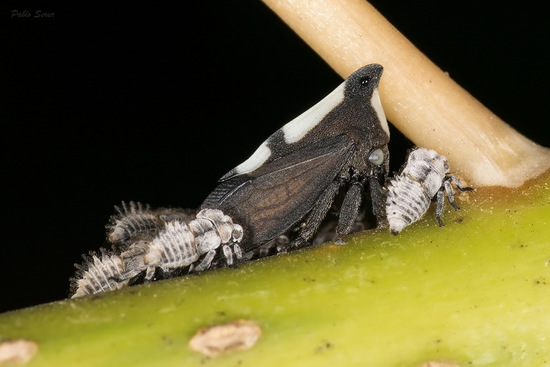 Treehopper