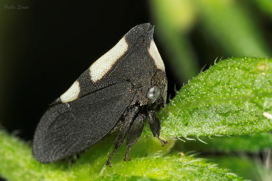 Treehopper
