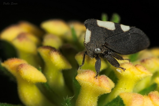 Treehopper