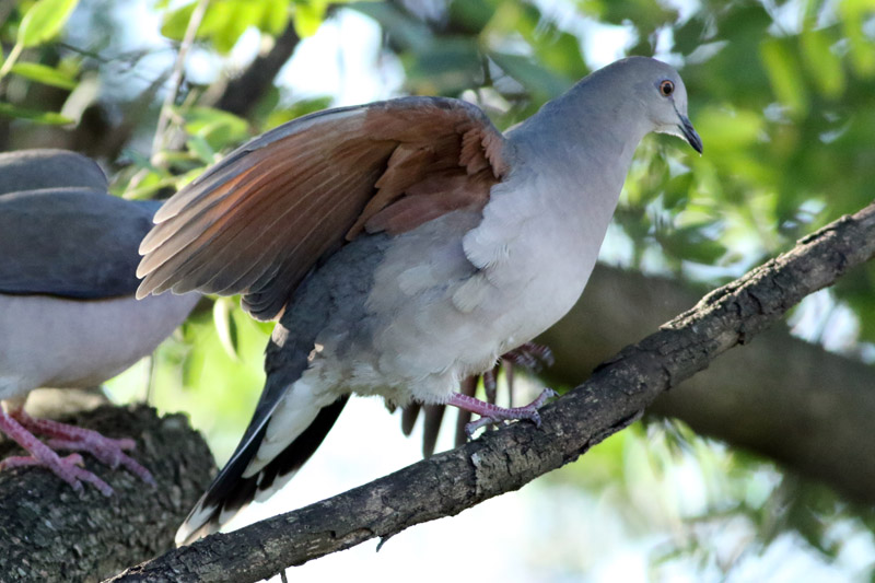 Courtship of white-tipped dove