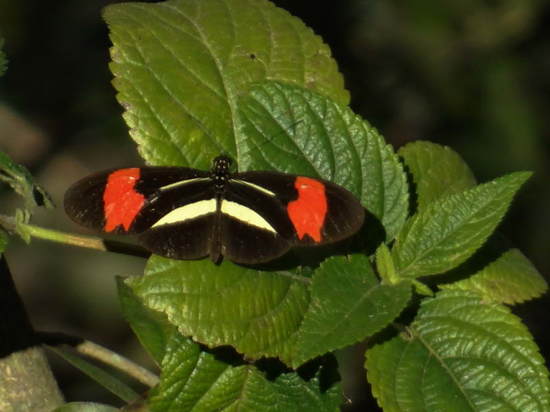 Almendra común
