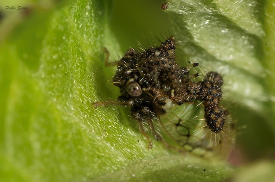 Treehopper