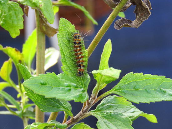 Polilla tigre