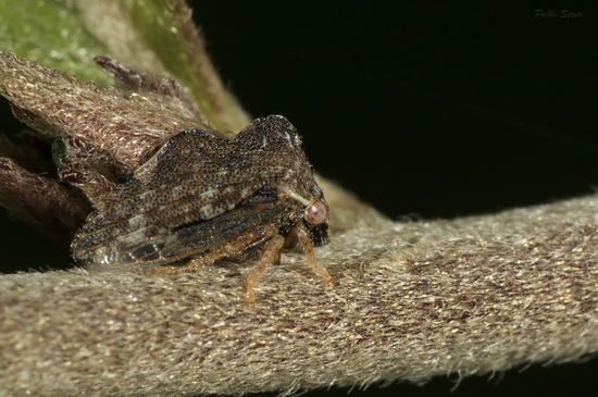 Treehopper