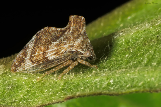 Treehopper