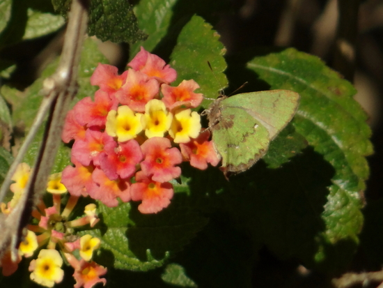 Frotadora esmeralda coluda