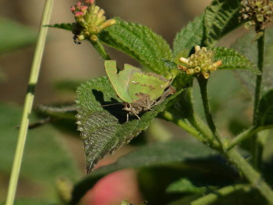Frotadora esmeralda coluda