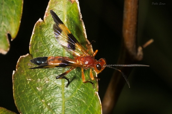 Ichneumon wasp