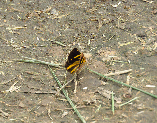 Polilla geómetra
