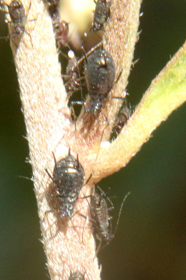 Aphid
