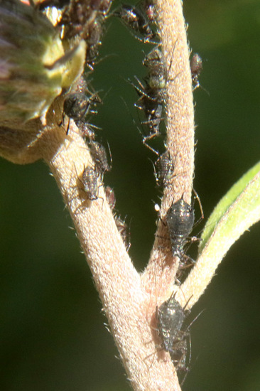 Aphid