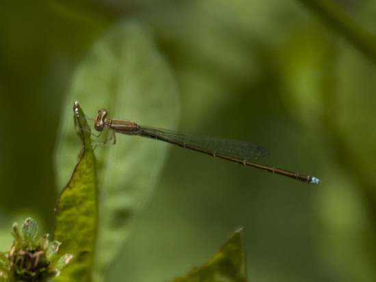 Damselfly/Narrow-winged damselflies
