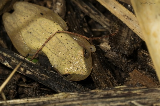 Ranita trepadora