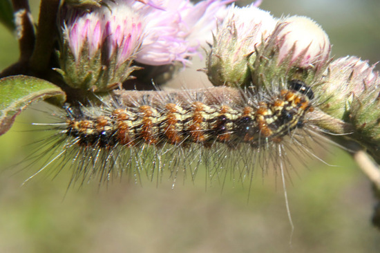 Polilla tigre de las cruces