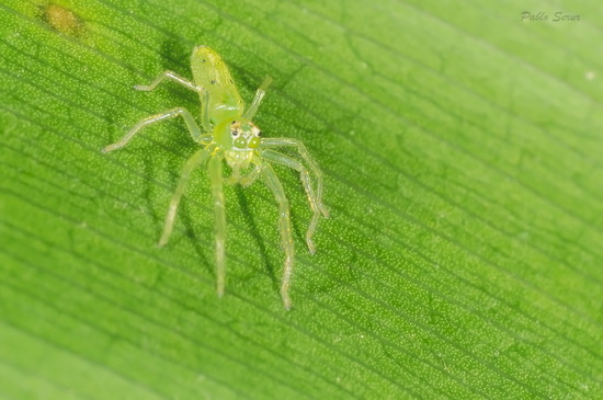 Jumping spider