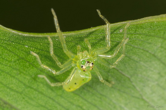Jumping spider