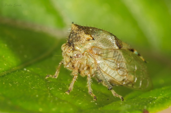 Treehoppers