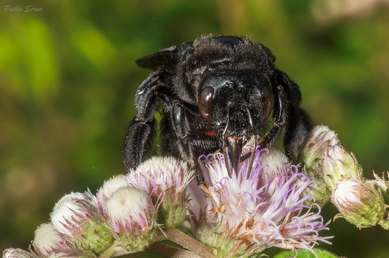 Abeja carpintera