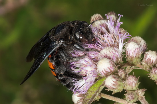 Abeja carpintera