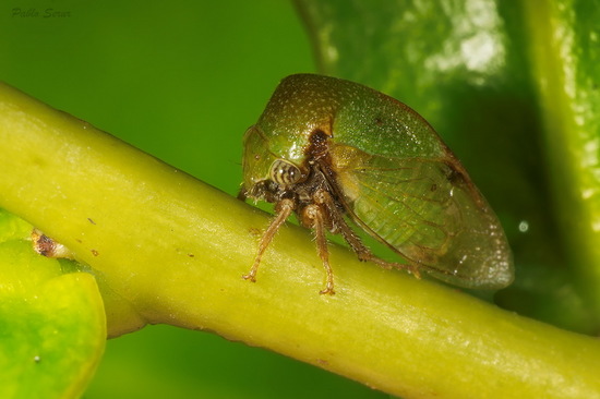 Treehopper