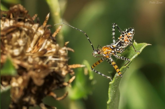 Assassin bug