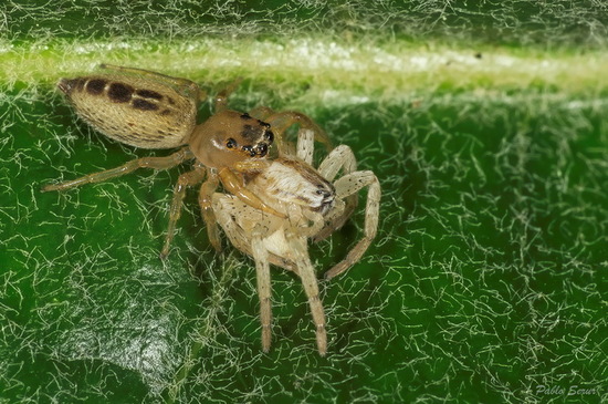 Jumping spider