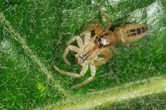 Jumping spider