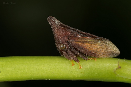 Treehopper