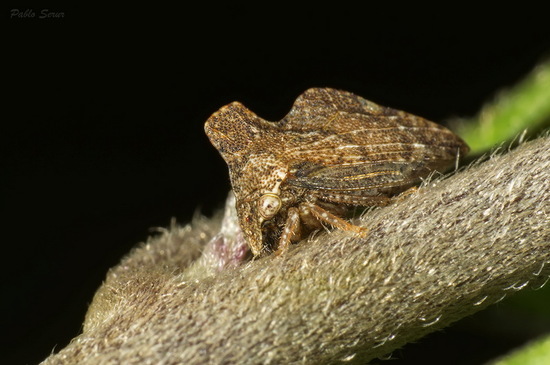 Treehopper