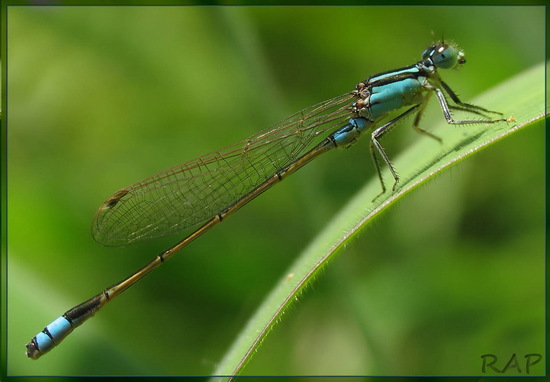 Damselfly/Narrow-winged damselflies