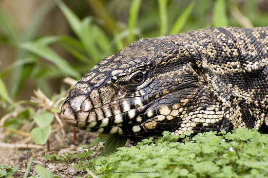 Lagarto overo