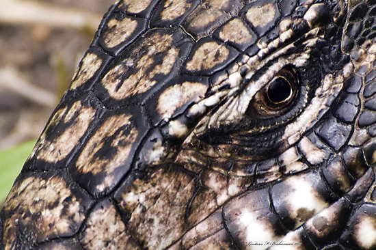 Lagarto overo