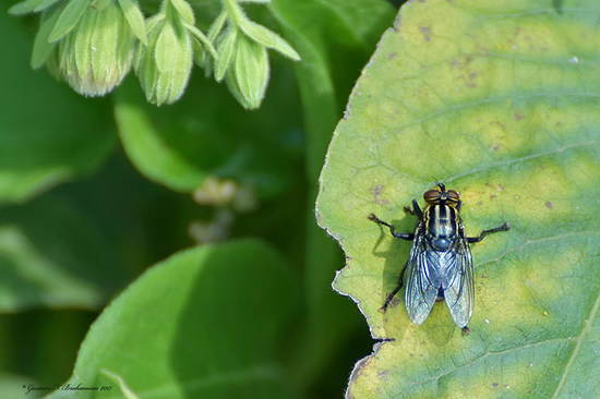Flesh fly